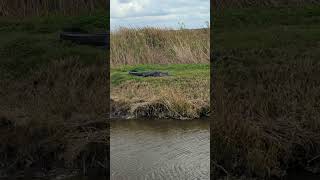 Spectacular 16th Alligator Lying in Grass by Canal amp Marsh at Lake Apopka Wildlife Drive Florida [upl. by Mandle]