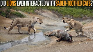 Did Lions Ever Interacted With SaberToothed Cats in The Wild [upl. by Begga952]