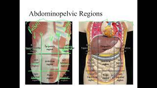 Dr Benaduce Abdominopelvic Regions amp Quadrants Introduction to Anatomy Lecture [upl. by Kcered]