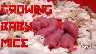 25 days of baby mice [upl. by Immanuel854]