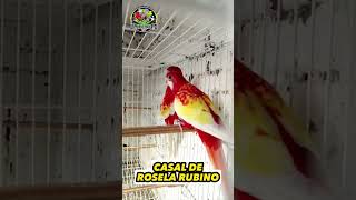 ✅ CASAL DE ROSELA RUBINO ave birds rosela canto bicotorto passaros cantodarosela passarinho [upl. by Arinaid]