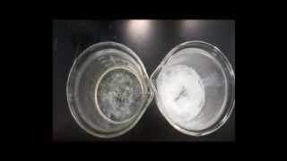 Denaturation of Proteins Experiment [upl. by Sulrac729]