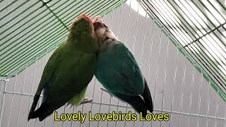 Lovebirds original sound  Lovely Lovebirds Love  Lovebirds singing lovebirds lovebird [upl. by Nwahsyar]