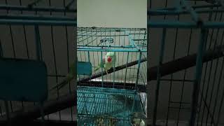 Parrot talking training alam parrot parrottraining parrotkidschennal parrotspeak [upl. by Stephi]