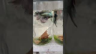 Betta fish bettafish [upl. by Chemarin]