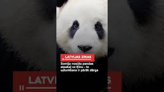 Somija nosūta pandas atpakaļ uz Ķīnu  to uzturēšana ir pārāk dārga [upl. by Paehpos]