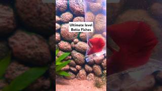 Betta bettafishfarm fish song arapaima fishdishes [upl. by Annawahs]