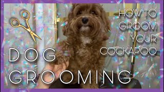 DOG GROOMING  How to groom your Cockapoo at home [upl. by Esinart]