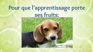 Comment dresser un chien Beagle  Comment apprendre son chiot Beagle [upl. by Bastien]