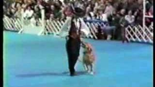 Gotta Dance Film Features most Famous Dog Duo in the World [upl. by Adabelle]