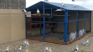 Satinette pigeons  fancy pigeon breeds  Best pigeon breeding cage [upl. by Broderic775]