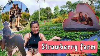 BOHOL 🍓 STRAWBERRY 🍓 FARM BOHOL ECO Farm [upl. by Sosthenna]