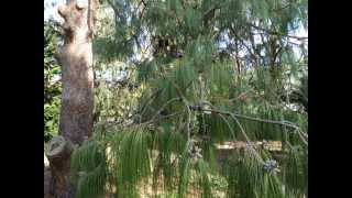 Plant ID Mexican Weeping Pine Pinus patula [upl. by Annahsit427]