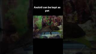 Axolotl  Fun facts [upl. by Sarson17]