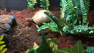 Upcycled Box Turtle Habitat [upl. by Yelyr]