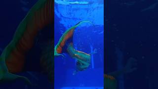 Realistic Splash Mermaid Tail Malaysia shorts mermaid tiktok viralvideo trending art [upl. by Nylikcaj]