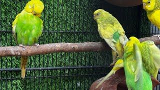 Parrots singing beautiful birds voice beautiful budgies birds sounds [upl. by Rebor]