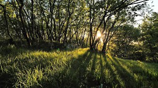 Relaxing Wind Sound 5 Hours  Dancing Forest in The Blowing Wind Nature Sounds [upl. by Narej658]