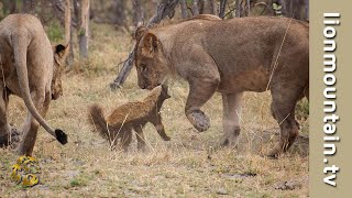 🍯🦡 Fearless Honey Badger takes on 6 Lions 🦁🦁  Caught in the Act [upl. by Nylesoj]