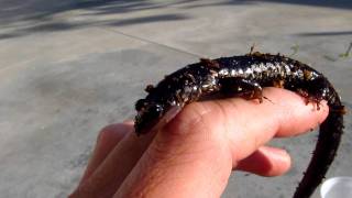 Slimy Salamander  Plethodon glutinosus [upl. by Hadeehuat347]