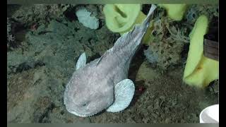 Ugliest fish in the worldFathead sculpinsBlobfish nature [upl. by Ehsiom571]