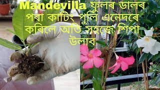 How to propagate mandevilla from cutting [upl. by Stelle237]