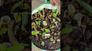 Amaryllis Lily Care In Summer🔥 CleanBulbs✨अमेरीलिस लिली की देखभाल गरमियो मेंashasgardenstoryshorts [upl. by Meter]