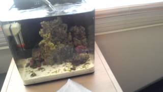 Pico Reef Water Change [upl. by Sidky]