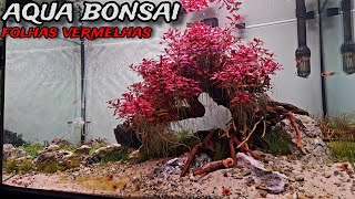 PLANTAMOS O AQUÁRIO BONSAI COM UMA PLANTA VERMELHA [upl. by Deedahs]