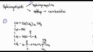 Lipids 12 Sphingolipids [upl. by Rives]