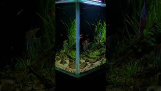 Planted cichlid tank [upl. by Anitnegra422]