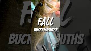 How to Catch Bass in Fall fishing [upl. by Sumerlin]