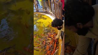 Fish feeding fishfeed fishfeeding lovestatus travel [upl. by Schwinn575]