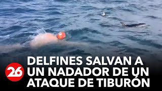 Delfines salvan a nadador de un ataque de tiburón [upl. by Hen]