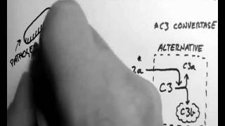 Complement 3  Classical and MBL Pathways [upl. by Kcirad911]