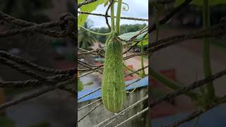 Cucumber Plant in Our Tares Garden [upl. by Gerladina]