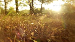 Beautiful Slow Instrumental  music for studying background healing relax  relaxdaily N°062 [upl. by Niwrek719]