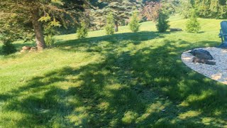 Overseeding Update on Customer Lawn [upl. by Hardej]