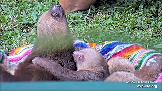 A basket of baby sloths Binx amp Nazli kissing  012524  SlothTV via exploreorg [upl. by Solegnave]