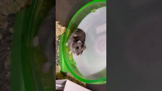 カメラ目線 走ったり走らなかったりのテンちゃんグッバイ宣言ハムスターHamster仓鼠倉鼠햄스터 [upl. by Agnes]