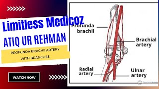 profunda brachii artery branches of profunda brachi Artery [upl. by Starinsky406]