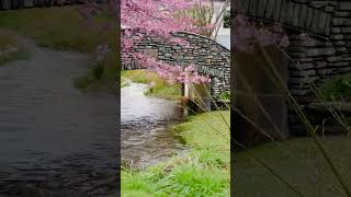 queenstown library heavenonearth nature cherryblossom waterfall newzealandnature nzroadtrip [upl. by Calypso244]