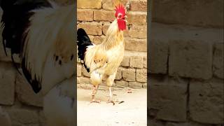 Dais murga ki awaz murga rooster [upl. by Still]