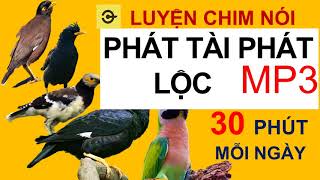 Luyện chim nói  PHÁT TÀI PHÁT LỘC  sáo nhồng cưỡng  vẹt Nói tiếng người [upl. by Yramliw]