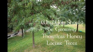 Growth and shade of honey locust [upl. by Gherardo47]