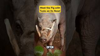 Why Does the Babirusa Have Those Weird Tusks Discover the Truth animals wildlife shorts [upl. by Hadik]