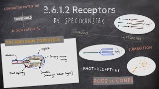 EASY REVISION AQA ALevel Biology 3612 Receptors [upl. by Iturhs]