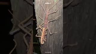 Stick Insect  Phasmatodea  Phasmida [upl. by Conlin]