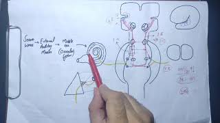 guyton chapter 53 part 6 auditory pathway auditory cortex determination of sound directionphysio [upl. by Dorman]