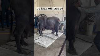 Jafrabadi Buffalo clinical treatment Veterinary [upl. by Flavius]